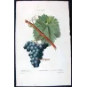 Franc-Kenthal Grape (*Vitis vinifera*) var. Franc-Kenthal, Antique botanical print by Bessa (c.1801-1819)