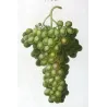 Muscat of Alexandria (*Vitis vinifera*) var. Muscat, Alexandrie, Antique botanical print by Bessa (c.1801-1819)