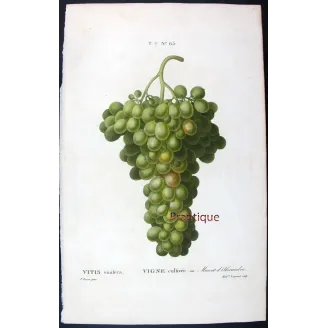 Antique Botanical Print – Pancrace Bessa – Muscat of Alexandria
