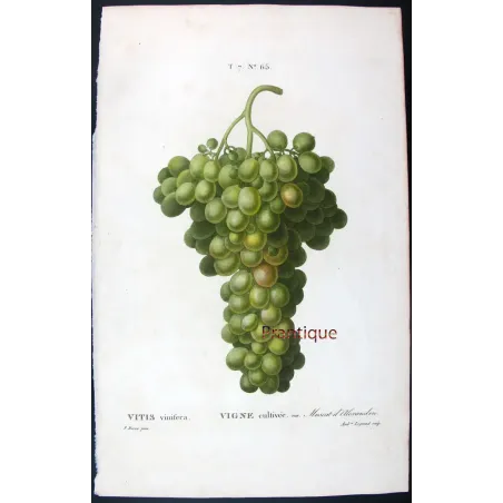 Antique Botanical Print – Pancrace Bessa – Muscat of Alexandria