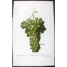 Muscat of Alexandria (*Vitis vinifera*) var. Muscat, Alexandrie, Antique botanical print by Bessa (c.1801-1819)
