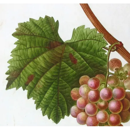 Antique Print by Pancrace Bessa – Red Muscat Grape (Vitis vinifera)
