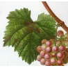 Red Muscat Grape (*Vitis vinifera*) var. Muscat rouge, Antique botanical print by Bessa (c.1801-1819)