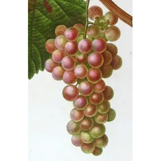 Antique Print by Pancrace Bessa – Red Muscat Grape (Vitis vinifera)