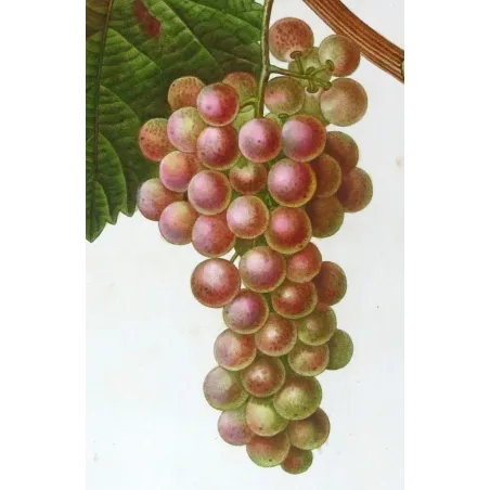 Antique Print by Pancrace Bessa – Red Muscat Grape (Vitis vinifera)
