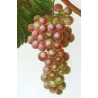 Red Muscat Grape (*Vitis vinifera*) var. Muscat rouge, Antique botanical print by Bessa (c.1801-1819)