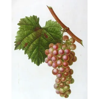 Antique Print by Pancrace Bessa – Red Muscat Grape (Vitis vinifera)