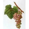 Red Muscat Grape (*Vitis vinifera*) var. Muscat rouge, Antique botanical print by Bessa (c.1801-1819)