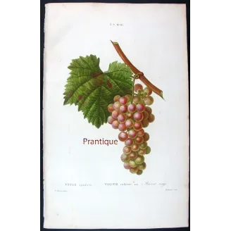 Antique Print by Pancrace Bessa – Red Muscat Grape (Vitis vinifera)