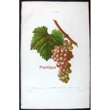 Antique Print by Pancrace Bessa – Red Muscat Grape (Vitis vinifera)