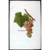 Red Muscat Grape (*Vitis vinifera*) var. Muscat rouge, Antique botanical print by Bessa (c.1801-1819)
