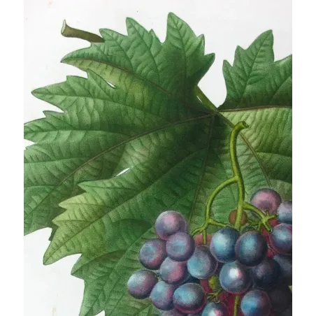 Antique Print by Pancrace Bessa – Purple Muscat Grape (Vitis vinifera)