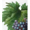 Purple Muscat Grape (*Vitis vinifera*) var. Muscat violet, Antique botanical print by Bessa (c.1801-1819)