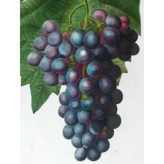 Antique Print by Pancrace Bessa – Purple Muscat Grape (Vitis vinifera)