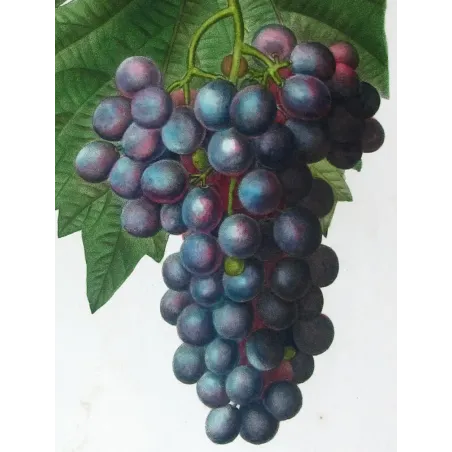 Antique Print by Pancrace Bessa – Purple Muscat Grape (Vitis vinifera)