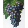Purple Muscat Grape (*Vitis vinifera*) var. Muscat violet, Antique botanical print by Bessa (c.1801-1819)