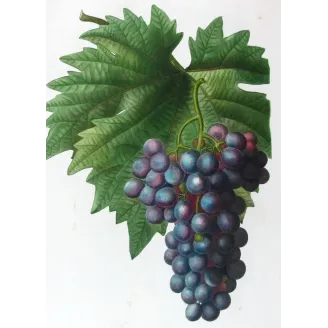 Antique Print by Pancrace Bessa – Purple Muscat Grape (Vitis vinifera)