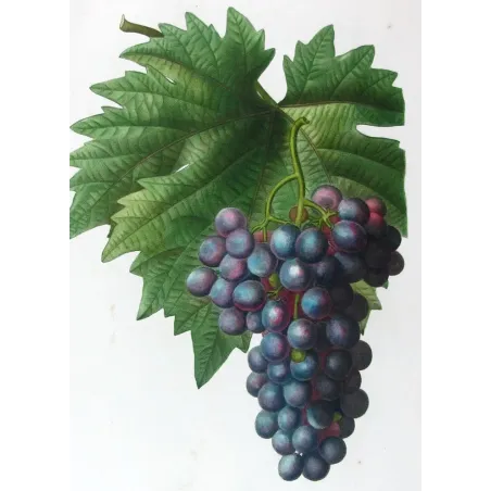 Antique Print by Pancrace Bessa – Purple Muscat Grape (Vitis vinifera)
