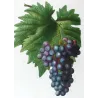 Purple Muscat Grape (*Vitis vinifera*) var. Muscat violet, Antique botanical print by Bessa (c.1801-1819)
