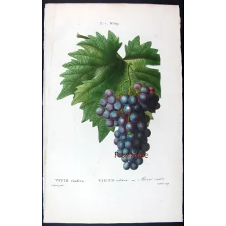 Antique Print by Pancrace Bessa – Purple Muscat Grape (Vitis vinifera)