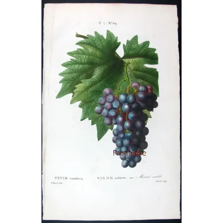 Antique Print by Pancrace Bessa – Purple Muscat Grape (Vitis vinifera)