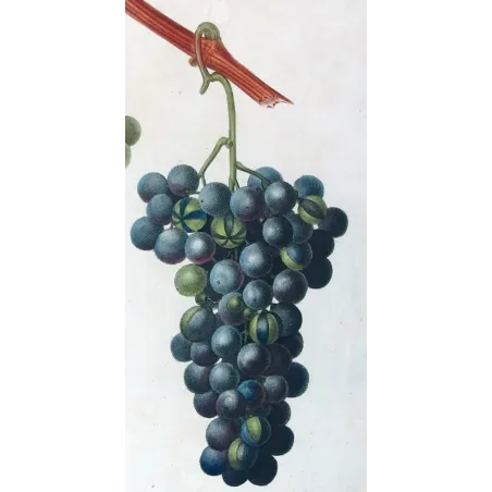 Antique Botanical Print – Pancrace Bessa – Chasselas Panaché Grape