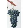 Chasselas Panaché Grape (*Vitis vinifera*) Antique botanical print by Bessa (c.1801-1819)