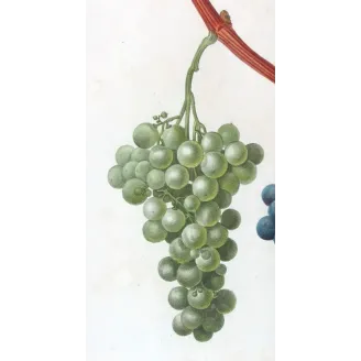 Antique Botanical Print – Pancrace Bessa – Chasselas Panaché Grape
