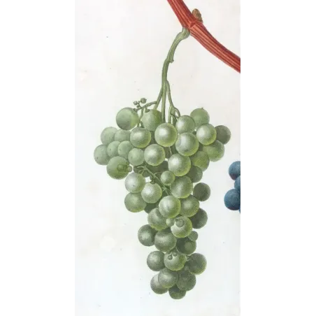 Antique Botanical Print – Pancrace Bessa – Chasselas Panaché Grape