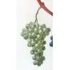 Chasselas Panaché Grape (*Vitis vinifera*) Antique botanical print by Bessa (c.1801-1819)