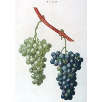 Antique Botanical Print – Pancrace Bessa – Chasselas Panaché Grape