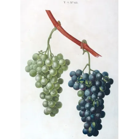 Antique Botanical Print – Pancrace Bessa – Chasselas Panaché Grape