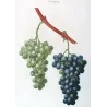 Chasselas Panaché Grape (*Vitis vinifera*) Antique botanical print by Bessa (c.1801-1819)