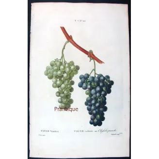 Antique Botanical Print – Pancrace Bessa – Chasselas Panaché Grape