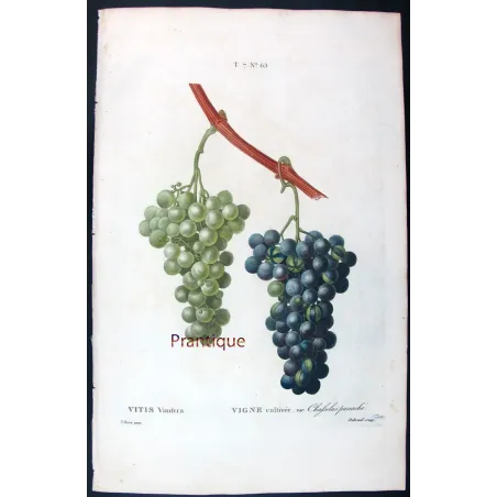Antique Botanical Print – Pancrace Bessa – Chasselas Panaché Grape