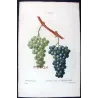 Chasselas Panaché Grape (*Vitis vinifera*) Antique botanical print by Bessa (c.1801-1819)
