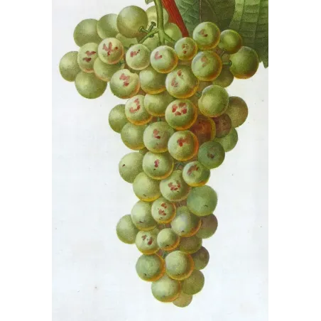 Antique Botanical Print – Pancrace Bessa – White Muscat Grape