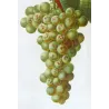 White Muscat Grape (*Vitis vinifera*) var. Muscat blanc, Antique botanical print by Bessa (c.1801-1819)