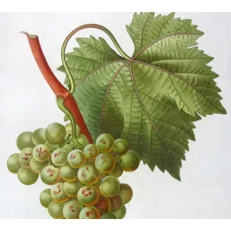Antique Botanical Print – Pancrace Bessa – White Muscat Grape