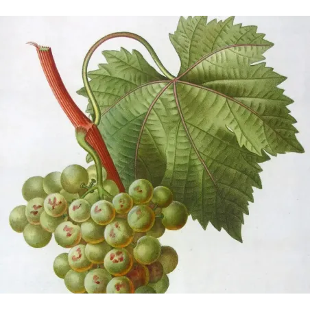 Antique Botanical Print – Pancrace Bessa – White Muscat Grape