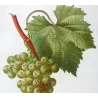 White Muscat Grape (*Vitis vinifera*) var. Muscat blanc, Antique botanical print by Bessa (c.1801-1819)