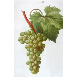 Antique Botanical Print – Pancrace Bessa – White Muscat Grape