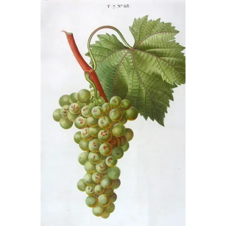 Antique Botanical Print – Pancrace Bessa – White Muscat Grape