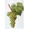 White Muscat Grape (*Vitis vinifera*) var. Muscat blanc, Antique botanical print by Bessa (c.1801-1819)