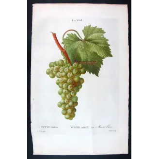 Antique Botanical Print – Pancrace Bessa – White Muscat Grape