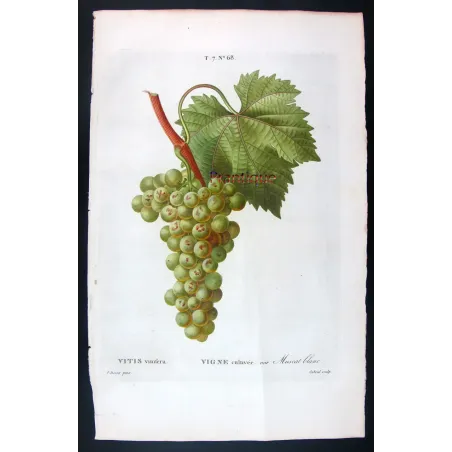 Antique Botanical Print – Pancrace Bessa – White Muscat Grape