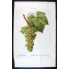 White Muscat Grape (*Vitis vinifera*) var. Muscat blanc, Antique botanical print by Bessa (c.1801-1819)