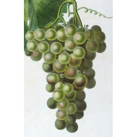 Antique Botanical Print – Pancrace Bessa – Golden Chasselas Grape