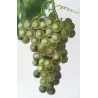 Golden Chasselas Grape (*Vitis vinifera*) var. Chasselas doré, Antique botanical print by Bessa (c.1801-1819)