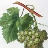 Golden Chasselas Grape (*Vitis vinifera*) var. Chasselas doré, Antique botanical print by Bessa (c.1801-1819)